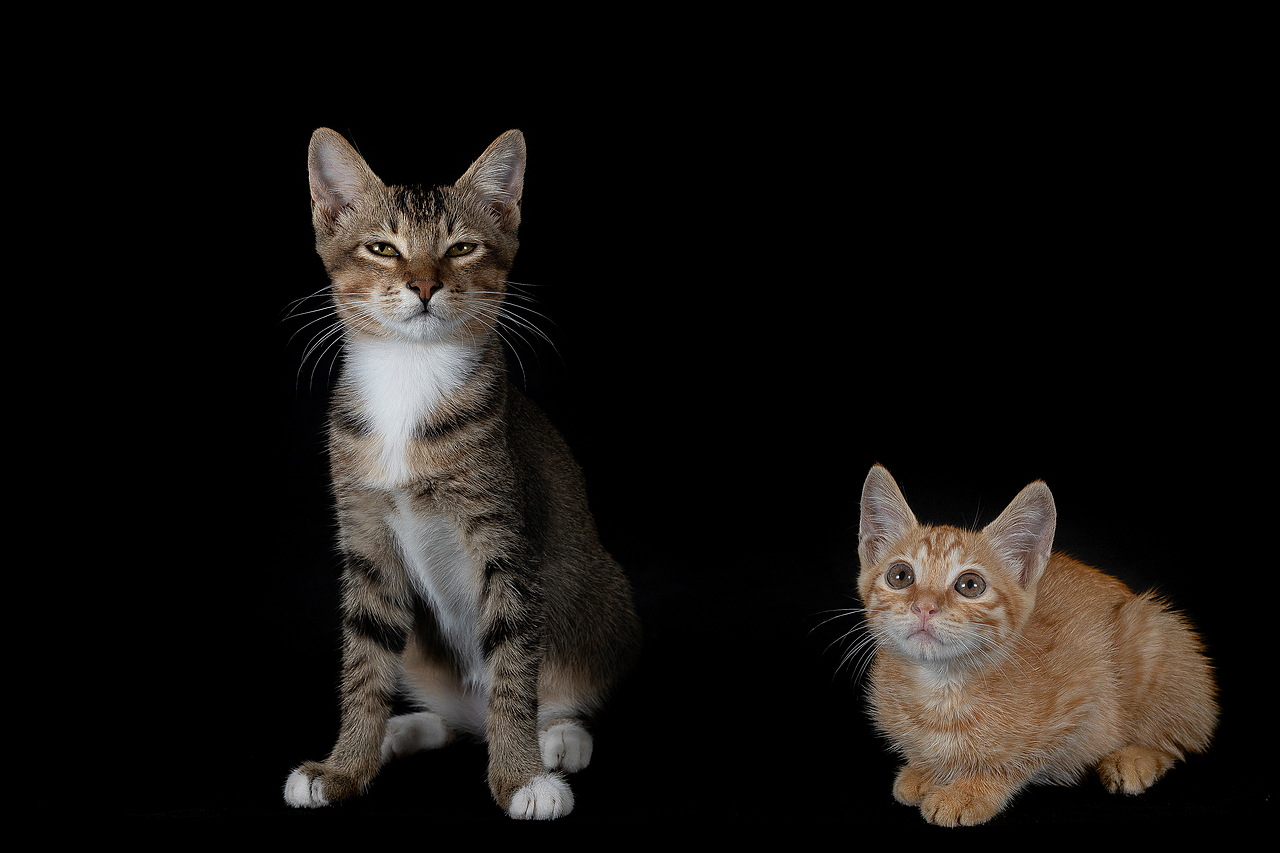 中华田园·橘猫 