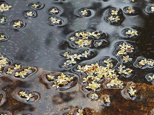 【生活记录】雨后桂花（个人主页-ZMzYzOTEwMzY=） - 其他摄影 - 站酷设计师微草堂狐仙大人原创素材 - 站酷ZCOOL