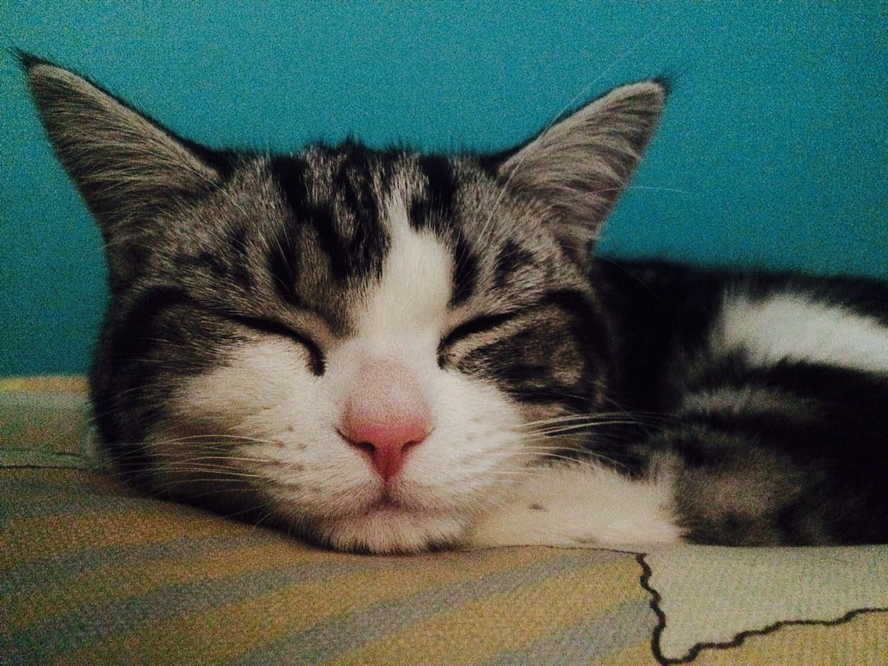 我有一对儿混世小魔王（图ZMjU2OTQwMDg=） - 宠物摄影 - 站酷设计师lhwcarolyn原创素材 - 站酷ZCOOL