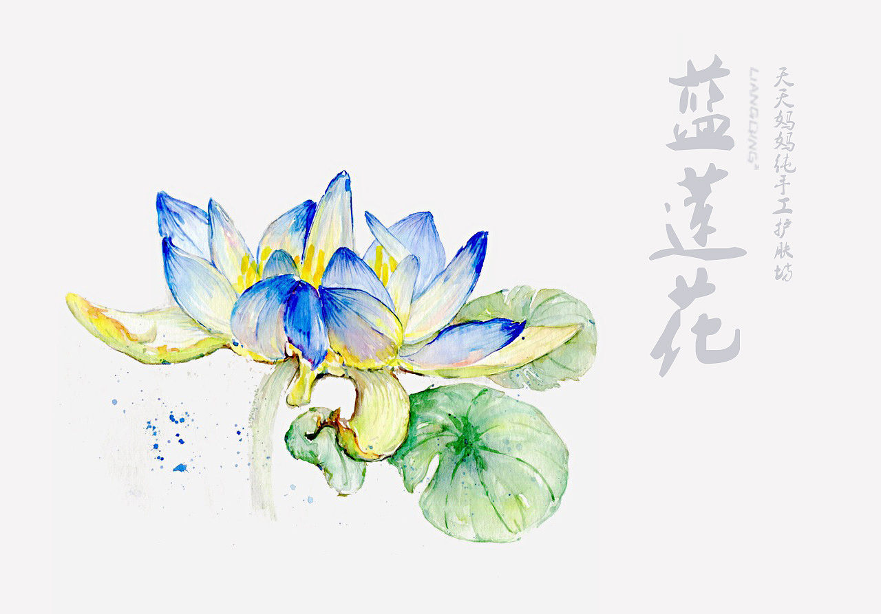 手绘水彩(樱花 玫瑰 蓝莲花 香蜂草 洋甘菊)