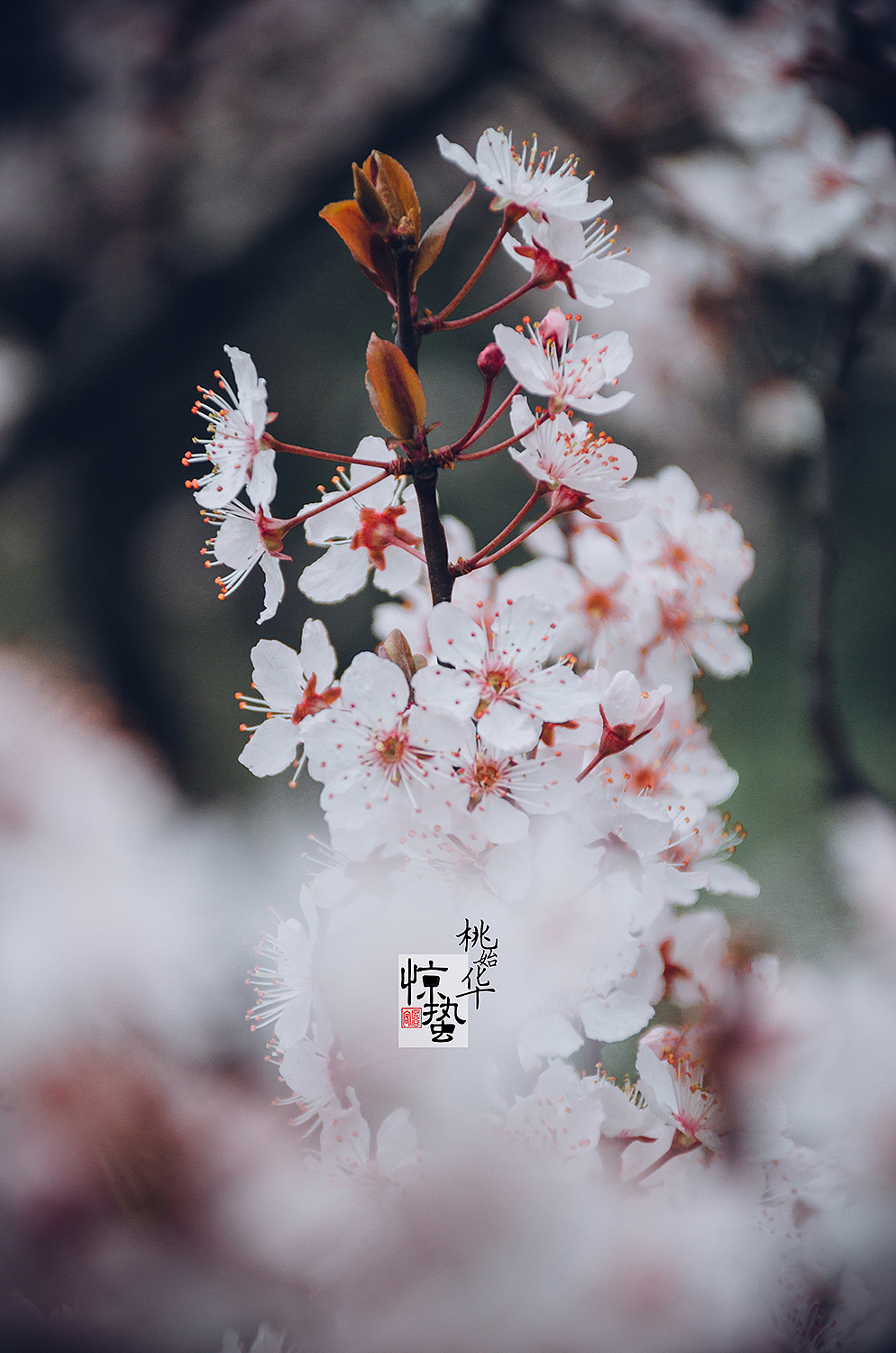 惊蛰（图ZOTYyMTE4OTY=） - 人像摄影 - 站酷设计师空谷客原创素材 - 站酷ZCOOL