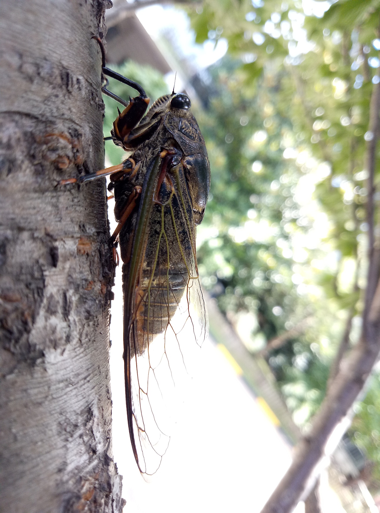 秋天的蝉在叫（图ZMTIxNDg3Mzk2） - 宠物摄影 - 站酷设计师Z16605228原创素材 - 站酷ZCOOL