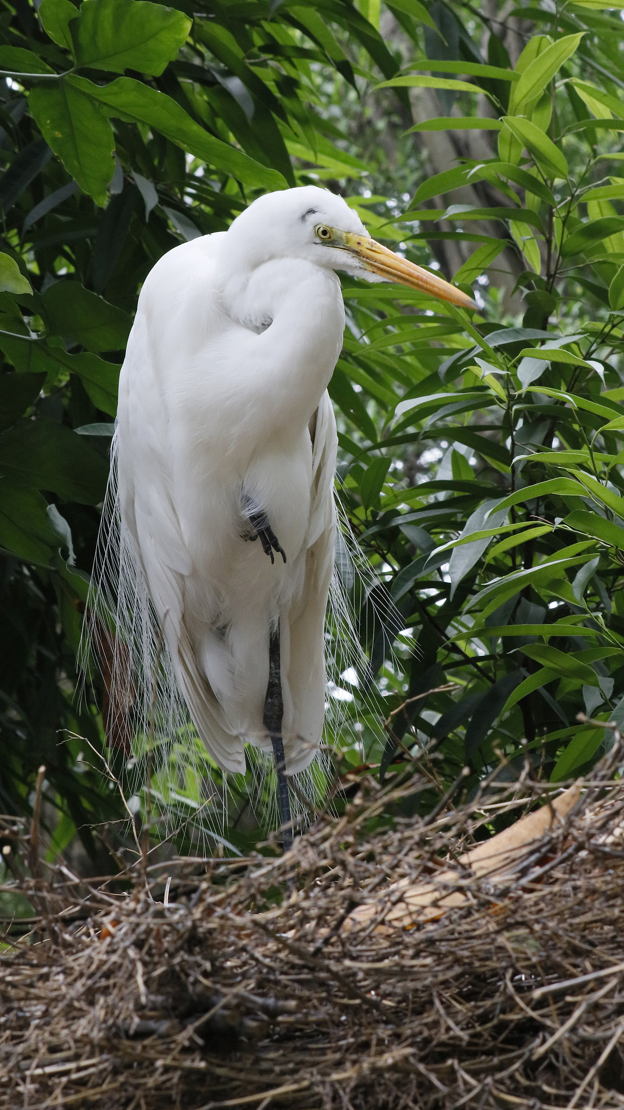 长隆飞鸟乐园-动物趣闻（图ZMjQ5NTU5NjUy） - 其他摄影 - 站酷设计师飞天猪猫原创素材 - 站酷ZCOOL