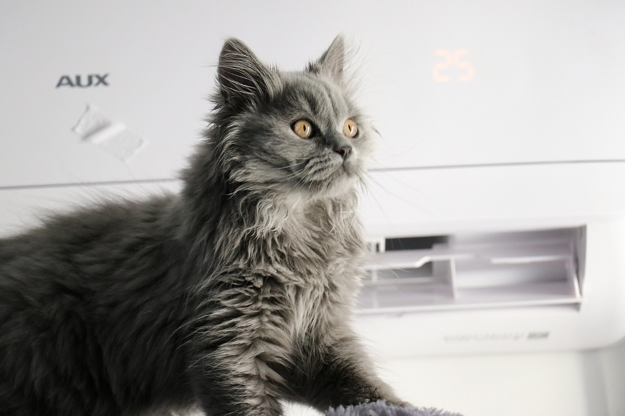 英国短毛猫纯蓝色单血统