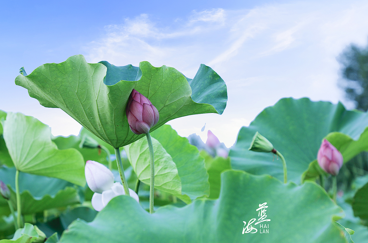 夏荷（图ZMjYzODI2ODAw） - 风光摄影 - 站酷设计师Z13172302原创素材 - 站酷ZCOOL