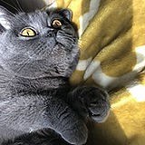 梦歌呛的头像