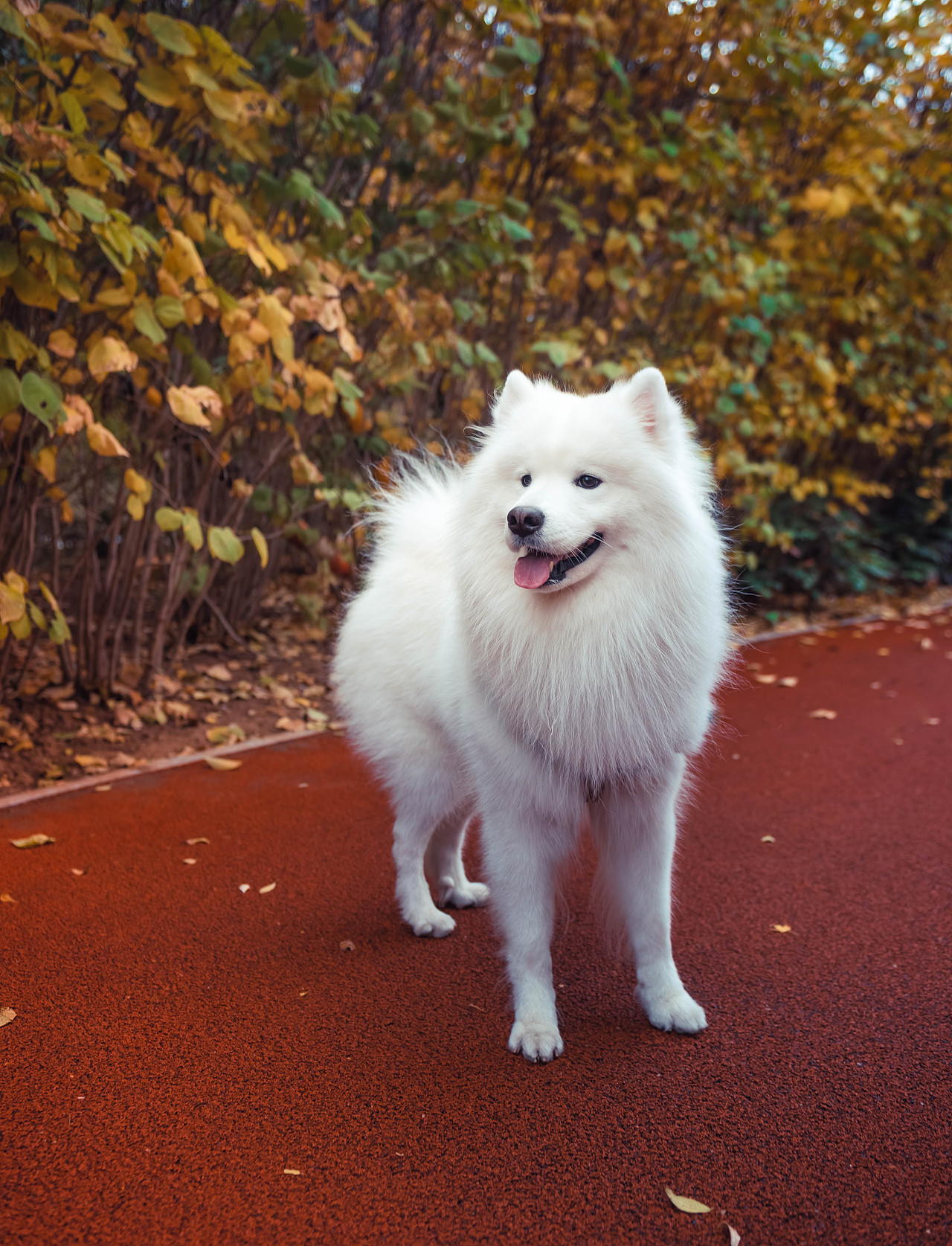 美丽,高贵优雅,乖巧可爱,有着非常引人注目的外表,萨摩耶一岁前调皮