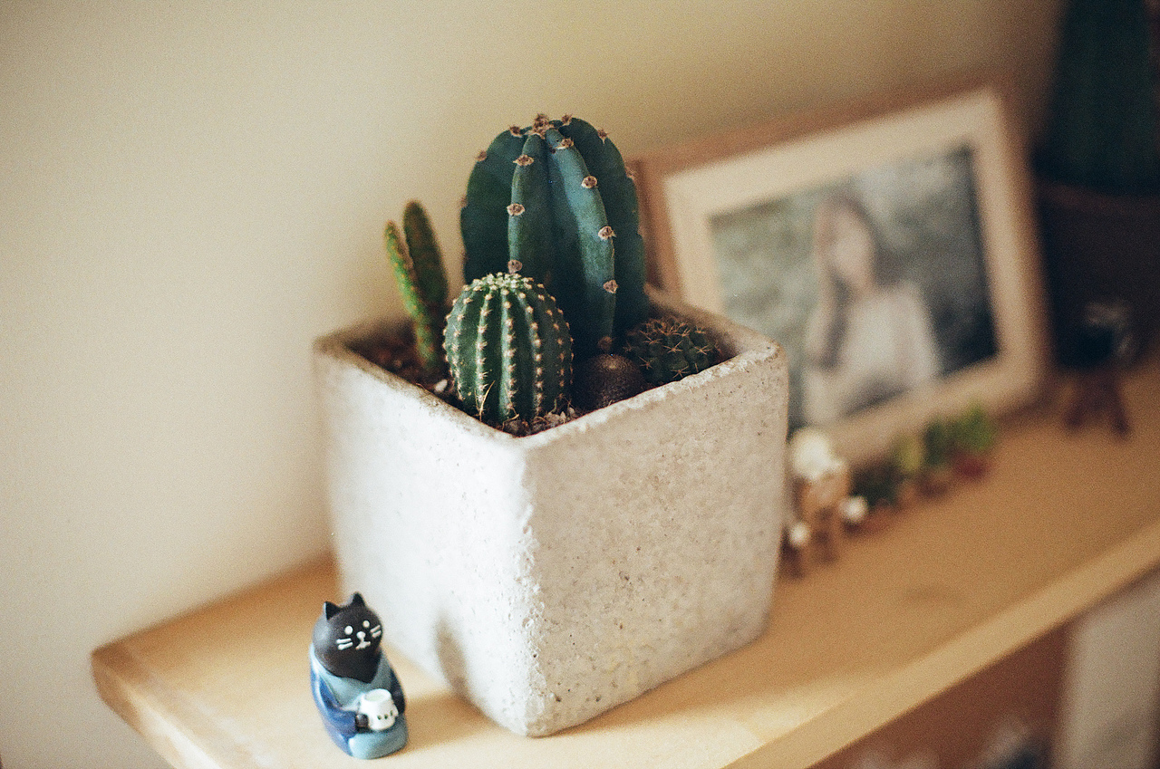 日常胶片摄影（图ZMTA3MDQ5MzI4） - 人像摄影 - 站酷设计师ohwoonyoung原创素材 - 站酷ZCOOL