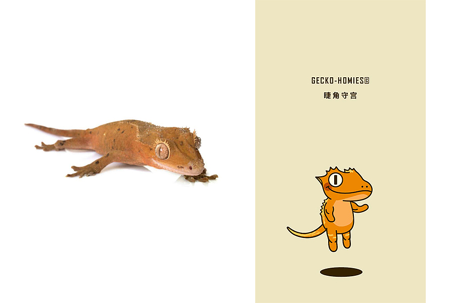 Gecko-Homies 小守宫的日常（单幅）（图ZMTA1MzY2ODAw） - 商业插画 - 站酷设计师不明大肉块原创素材 - 站酷ZCOOL
