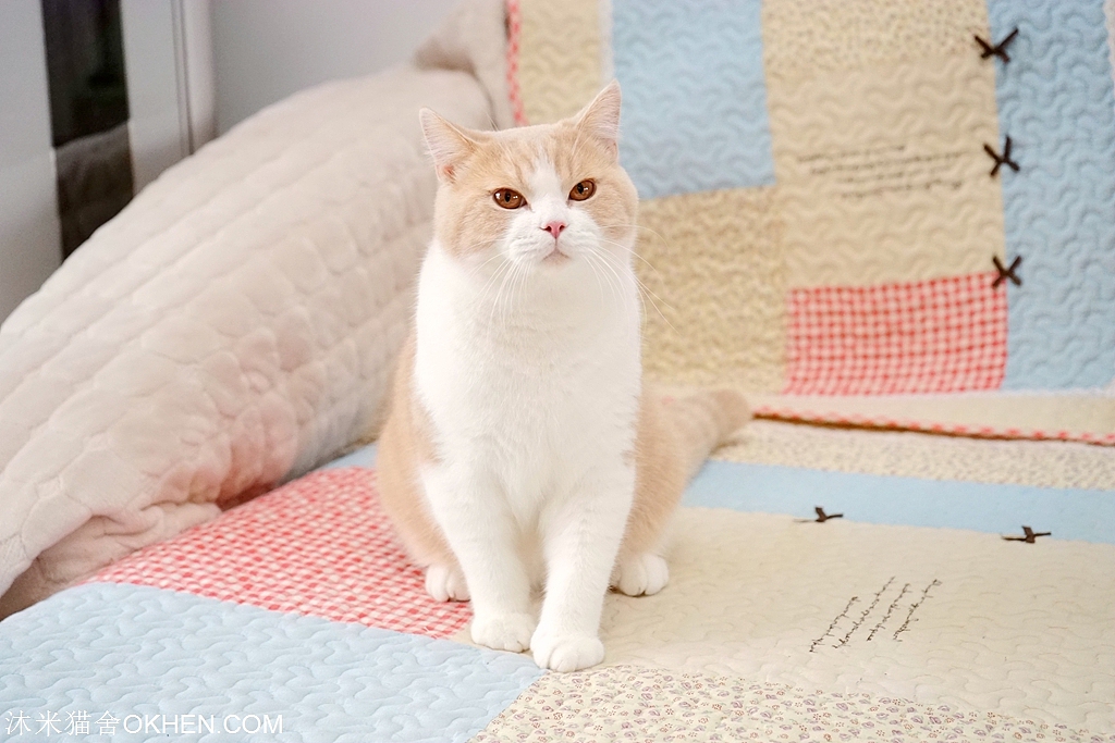 摄影宠物摄影英短英短乳白乳黄英短黄白色英短黄白英国短毛猫沐米猫舍