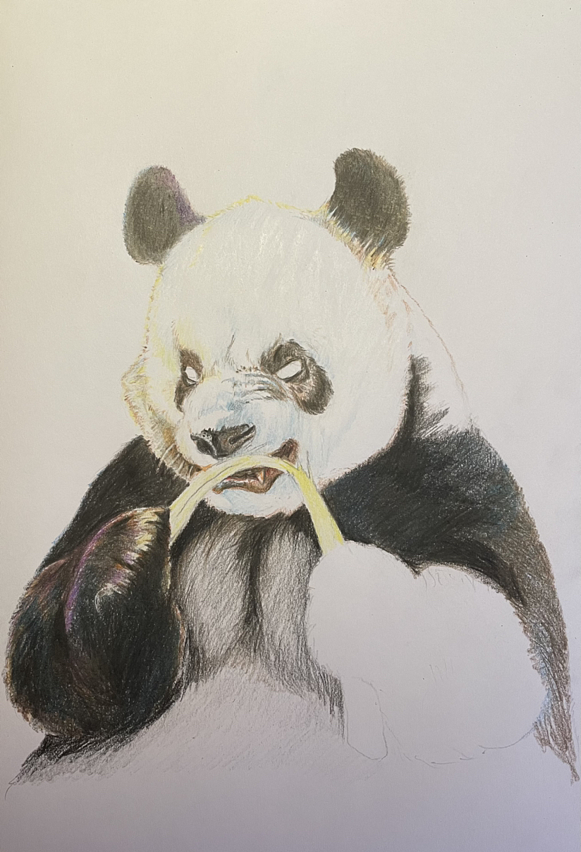 跟竹子较劲的萌二