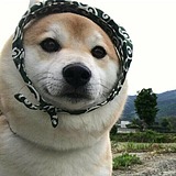 布彧的头像