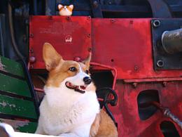 寵物大片｜日常分享