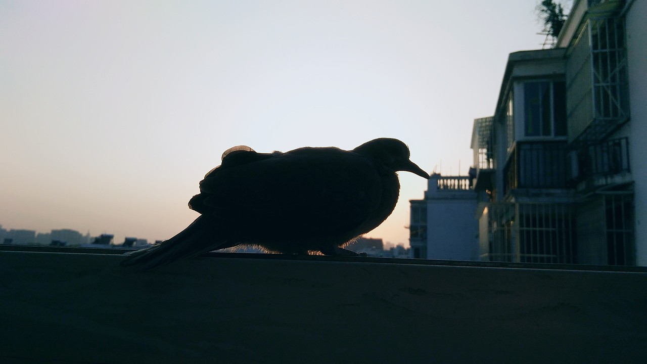 生活中的小美好（圖ZMTEyOTA5NjAw） - 人文/紀(jì)實(shí)攝影 - 站酷設(shè)計(jì)師青挽原創(chuàng)素材 - 站酷ZCOOL