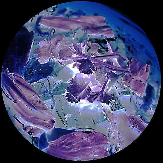 【摄影】那些食用的－无用（图ZNTkwNDE1Ng==） - 其他摄影 - 站酷设计师naza原创素材 - 站酷ZCOOL