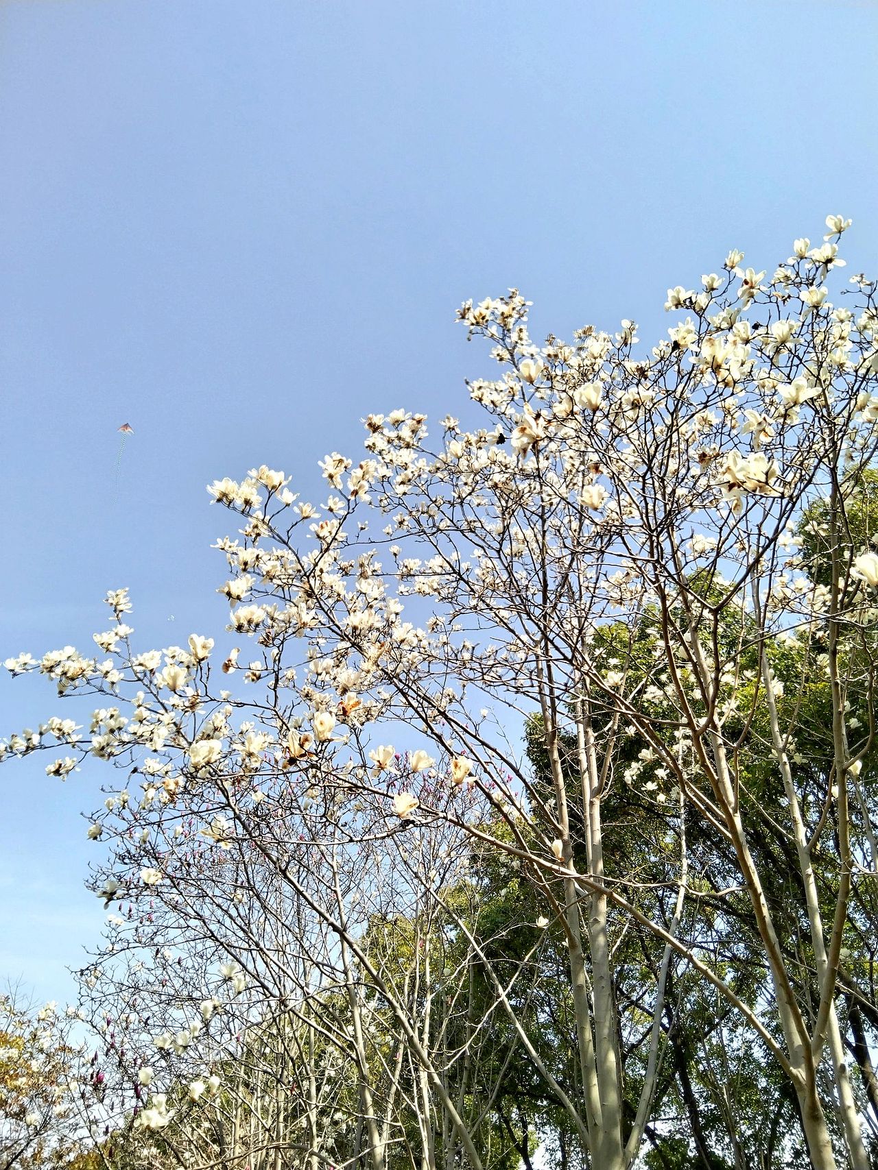 3月实拍！宝山.虎林园（图ZMzY0ODMzMjg4） - 风光摄影 - 站酷设计师东逛西摄原创素材 - 站酷ZCOOL