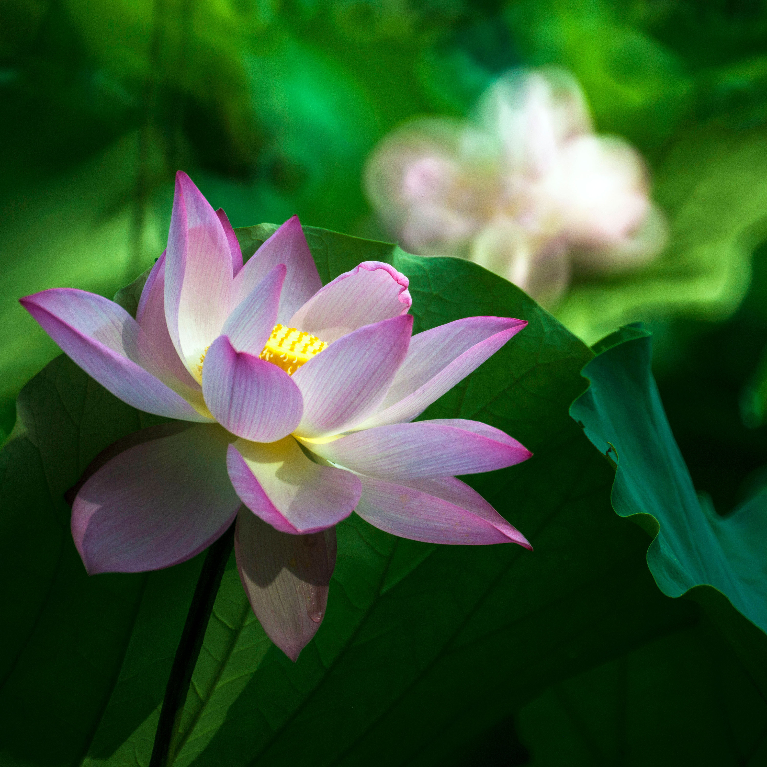 荷花摄影修图