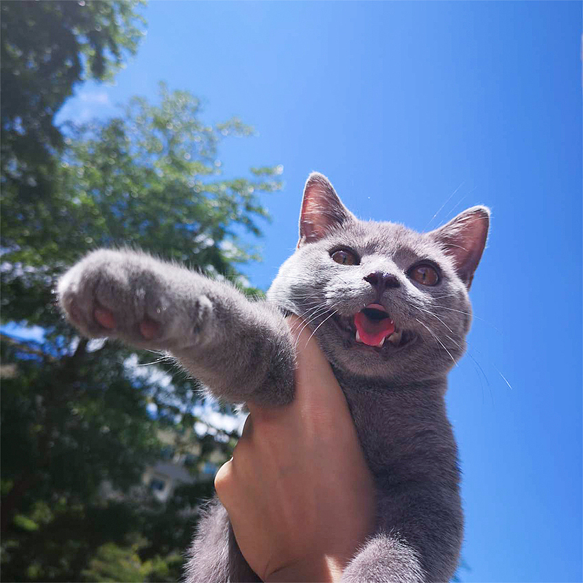 小猫咪快来玩鸭（图ZMjEwNDgyOTE2） - 人文/纪实摄影 - 站酷设计师银河落九天原创素材 - 站酷ZCOOL