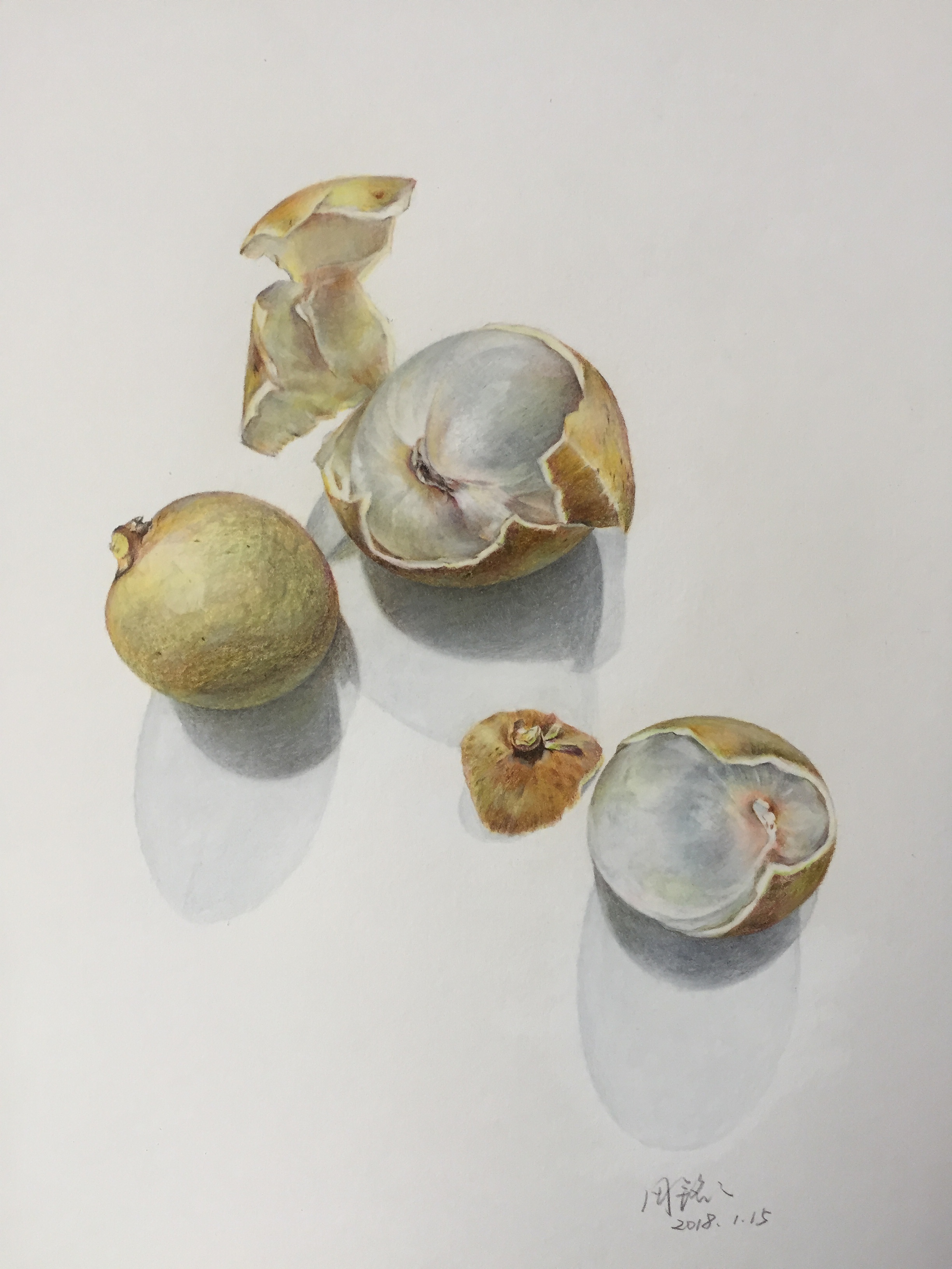 纸本彩铅作品--《龙眼》