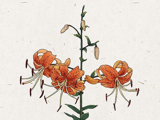 iPAD 花卉插画教程