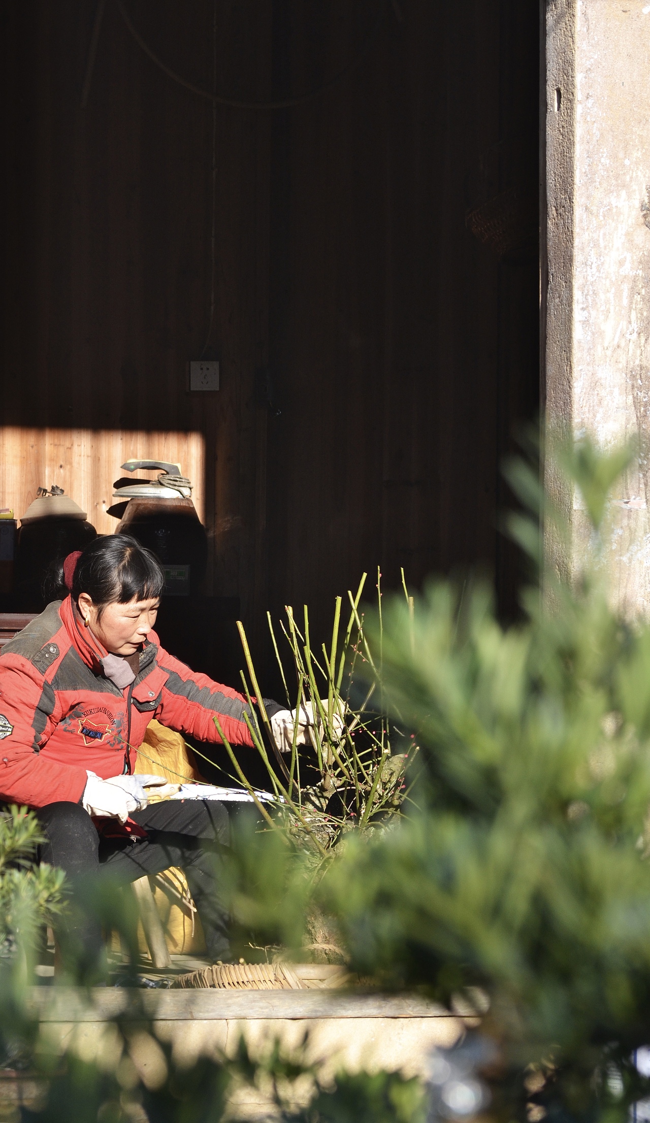 梅花与茶,2019年走山卖花鱼村