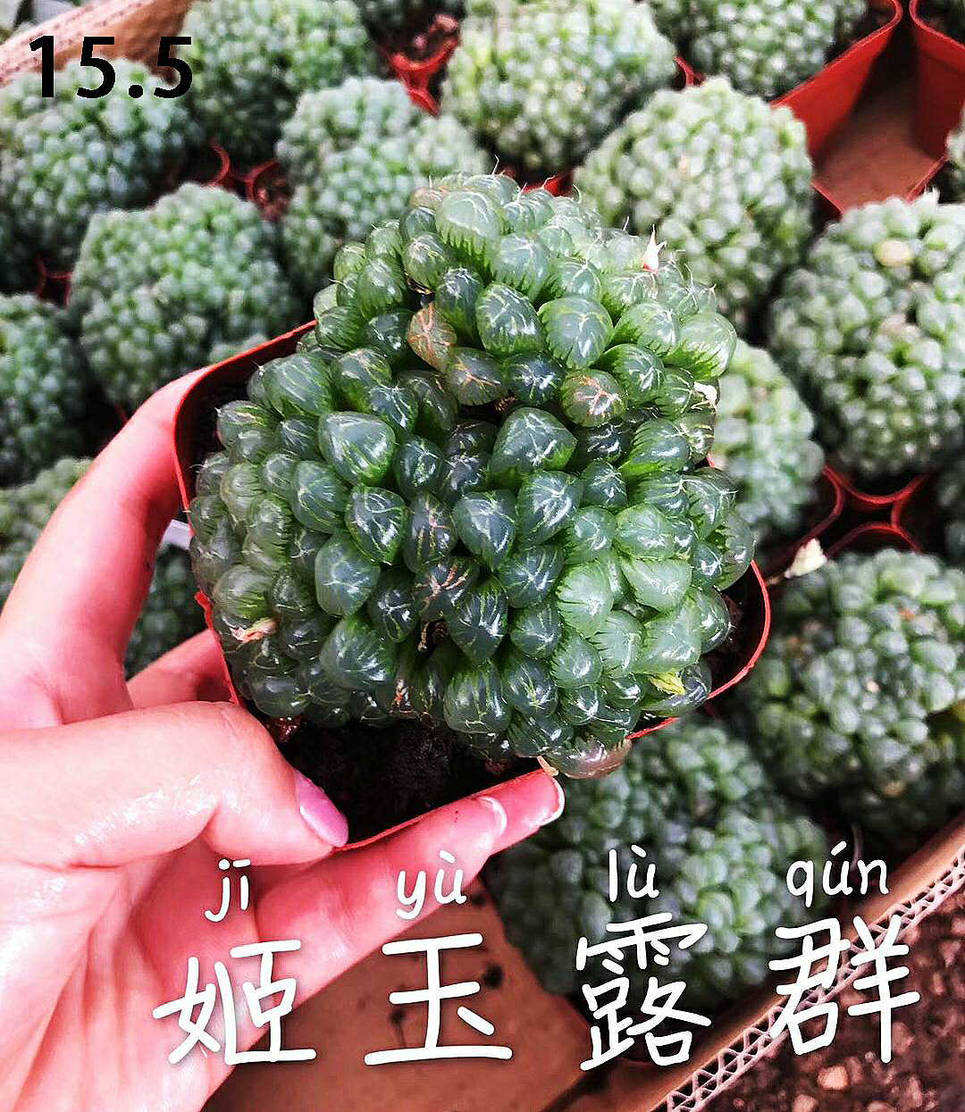 云南东南亚多肉绿植（图ZMTU1NDUxNjQ4） - 产品摄影 - 站酷设计师绿植玩家原创素材 - 站酷ZCOOL