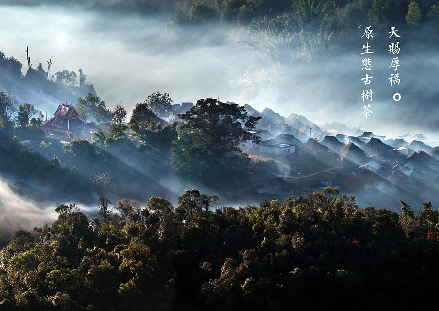 上行设计/臻友会古树茶