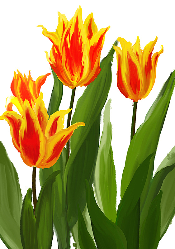 郁金香系列（图ZMjM4Mjk0OTky） - 商业插画 - 站酷设计师梦圆爱画画原创素材 - 站酷ZCOOL
