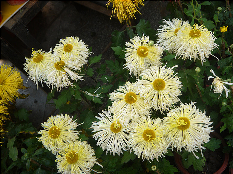 菊花（图ZMjE3MjAxNDQ=） - 产品摄影 - 站酷设计师hkljb原创素材 - 站酷ZCOOL