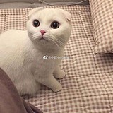 Tomato_vision的头像
