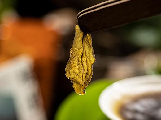 “侠客”肉桂——燕子窠生态茶园示范基地