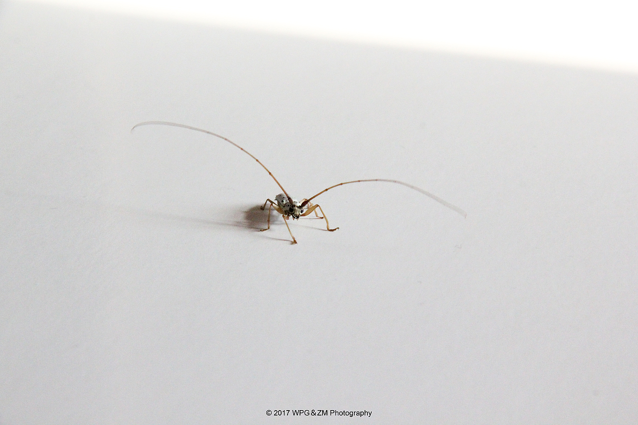 《 黑点粉天牛 》