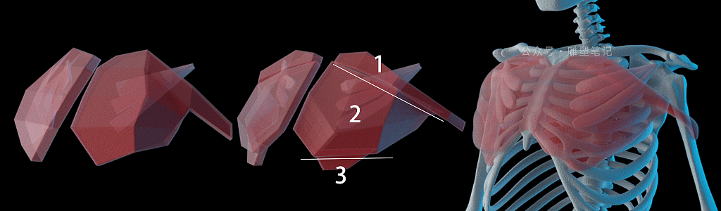 躯干肌肉（图ZMjc2NzY0NjE2） - 人物/生物 - 站酷设计师雕塑笔记原创素材 - 站酷ZCOOL