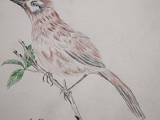 白颊噪鹛（个人主页-ZNzA1NzM1NDg=） - 绘画 - 站酷设计师五彩蜚蜚原创素材 - 站酷ZCOOL