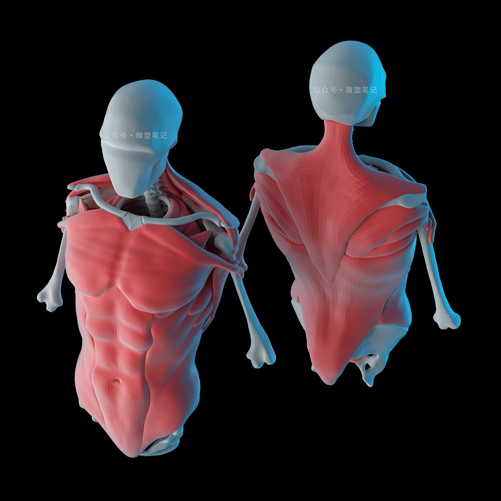 躯干肌肉（图ZMjc2NzY0NzY0） - 人物/生物 - 站酷设计师雕塑笔记原创素材 - 站酷ZCOOL