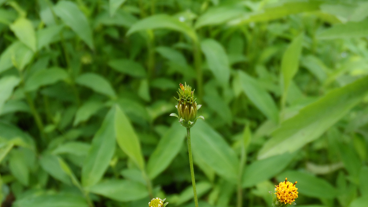 2013家里的那些花 (二)