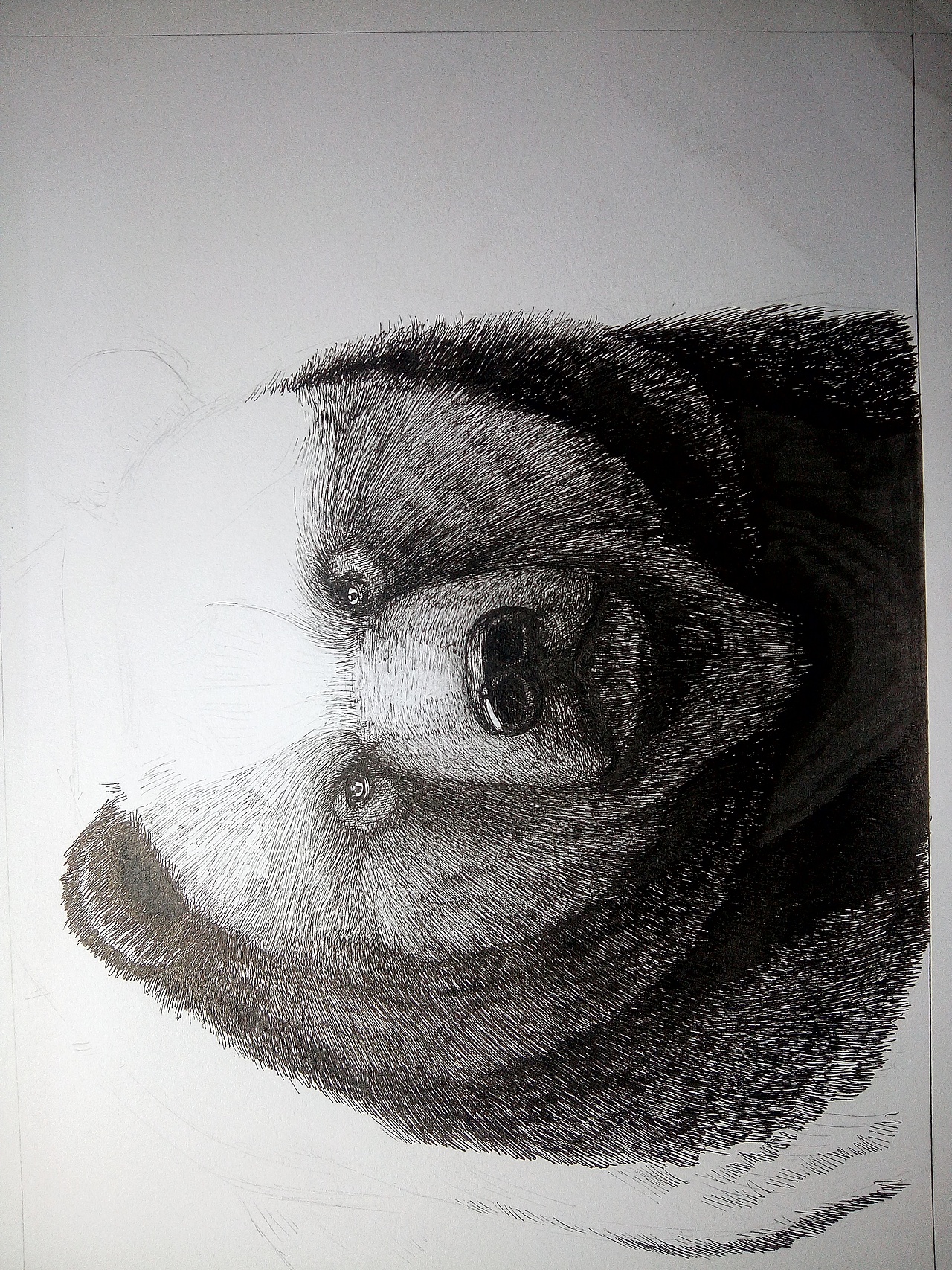 《笨熊》_最后的渡渡鸟站酷ZCOOL