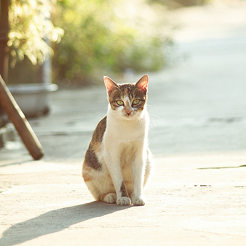 邻村阿婆那里三只猫