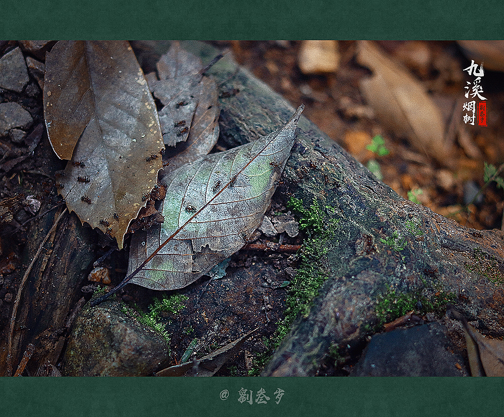 我来找找哪个是老大