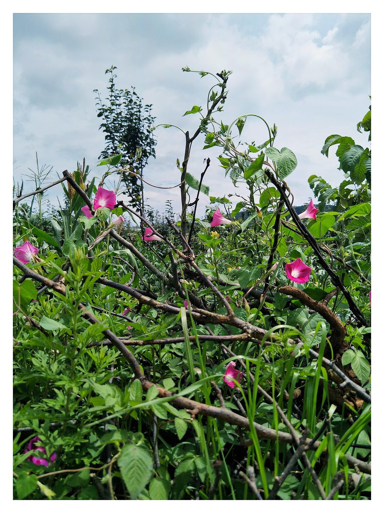 雁塔花果行，夕颜绕梨生。:leaves:（图ZMTIzNzc4NzI0） - 产品摄影 - 站酷设计师树深栖乌不语原创素材 - 站酷ZCOOL