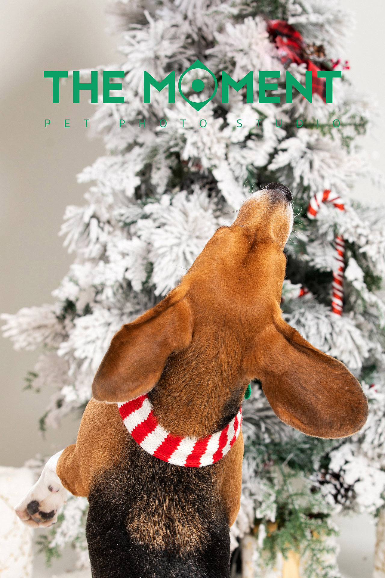宠物摄影 圣诞