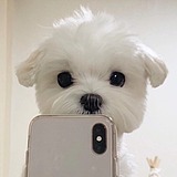 我是猪肉丸的头像