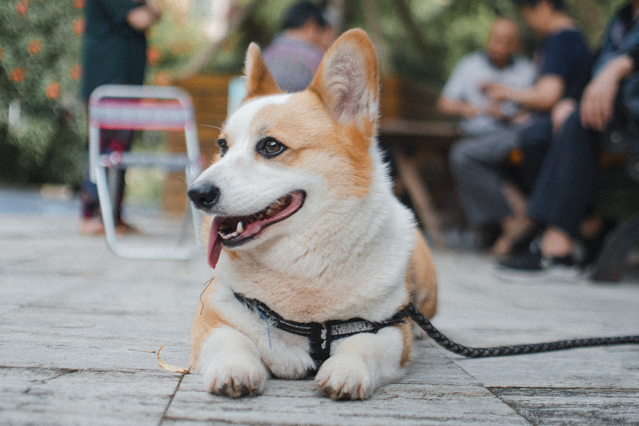 多多的故事（图ZMjEwMzM2NzY4） - 宠物摄影 - 站酷设计师aiml1998原创素材 - 站酷ZCOOL