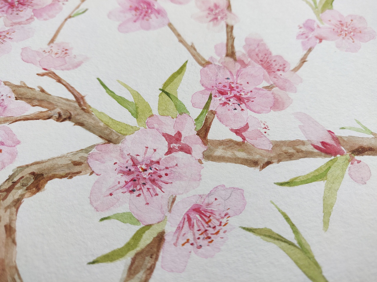 十二月花神之三月花神 桃花（图ZMjQ3NjMxNDMy） - 绘本 - 站酷设计师淂淇原创素材 - 站酷ZCOOL