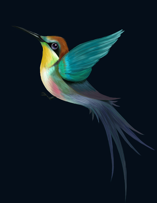 多彩蜂鸟|插画|创作习作|綤嶶 - 原创作品 - 站酷 (zcool)