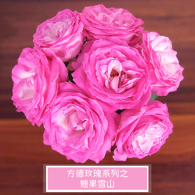 云南昆明品牌鲜花 无土栽培——方德玫瑰