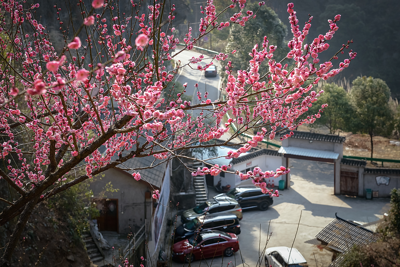 长江三峡西陵峡红梅盛开