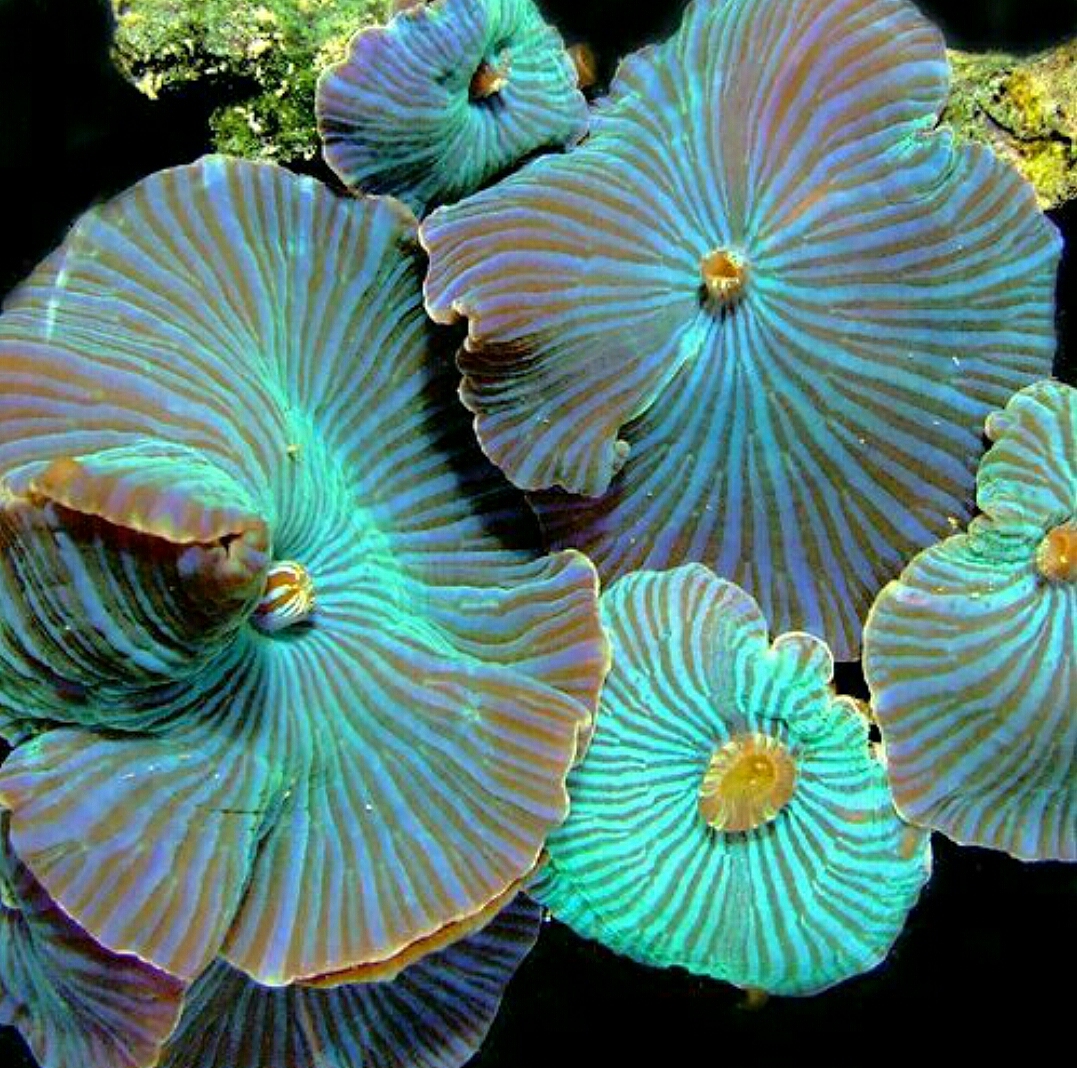 网上的摄影作品