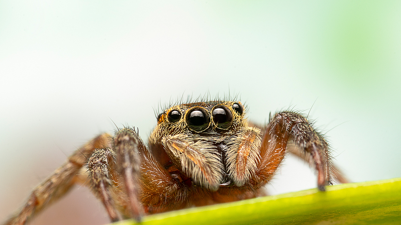 微观世界-蜘蛛（图ZMjAyMDU4Mzcy） - 风光摄影 - 站酷设计师bracelee原创素材 - 站酷ZCOOL