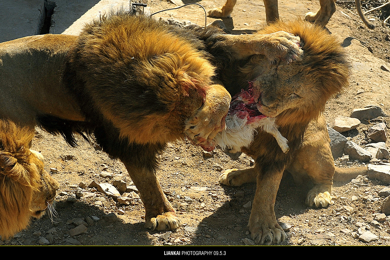 野生动物园随拍